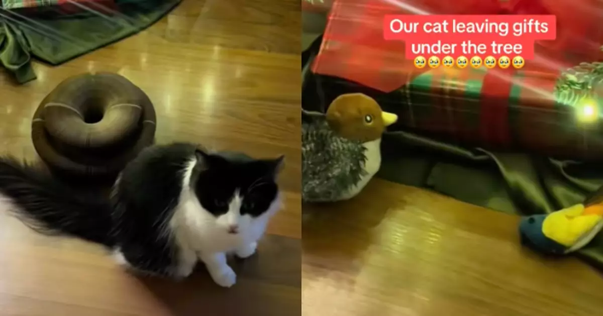 獲收養備受寵愛 貓貓將最愛玩具放聖誕樹下「答謝」主人融化網民