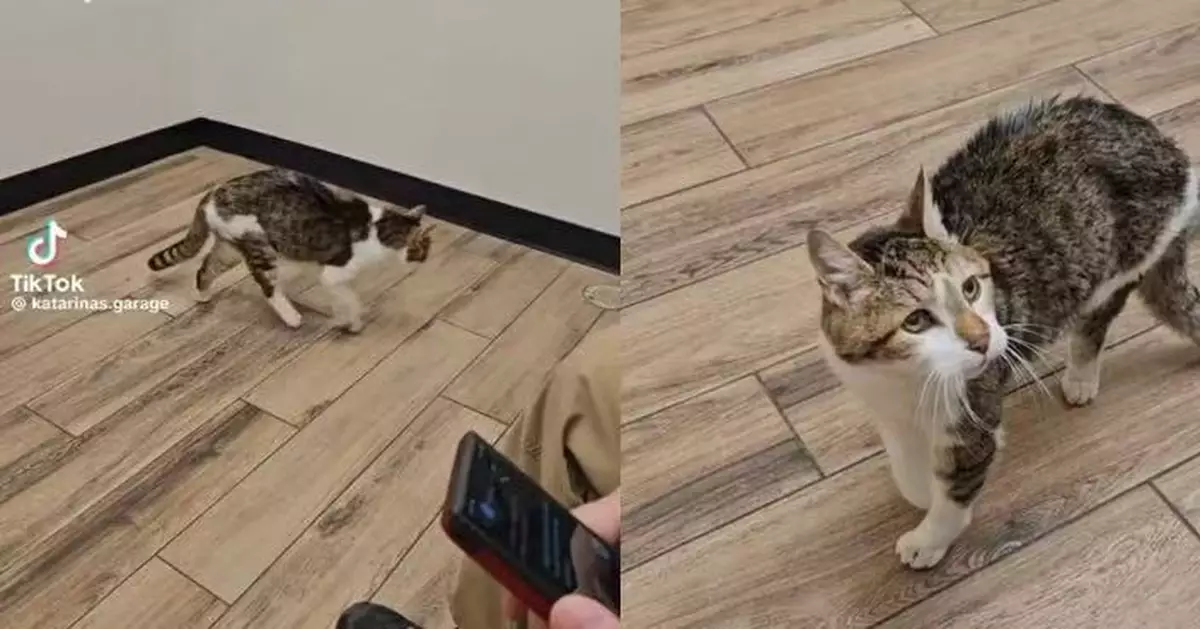 相當人類120歲！加拿大27歲高齡貓貓步履蹣跚仍充滿好奇展現生命韌性