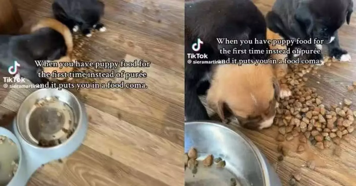 首次食乾糧太幸福 3隻6周大小奶狗吃飽集體癱倒飯盆旁入睡萌翻全網