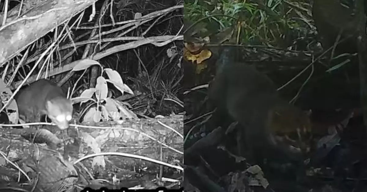 失蹤近30年！「扁頭貓」現蹤泰國南部打破當地「可能滅絕」推測