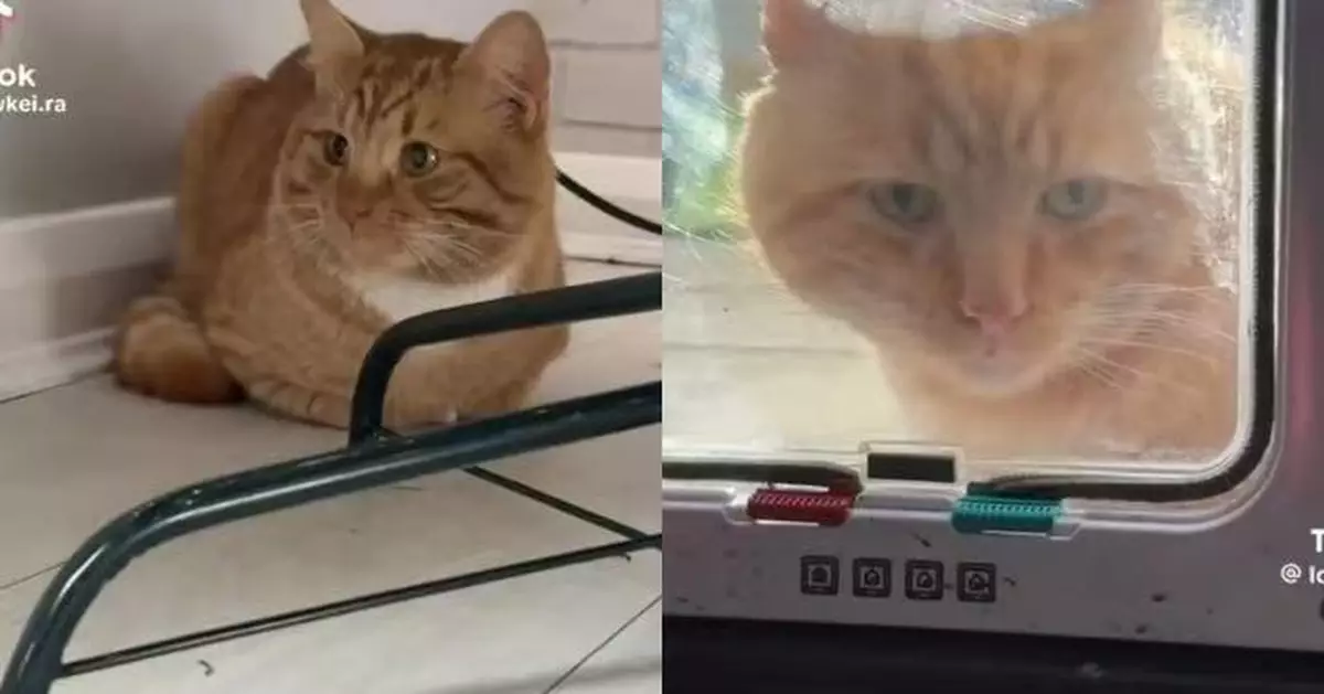 冒牌橘貓闖家中淡定坐聖誕樹下 英女飼主見愛貓被鎖門外傻眼