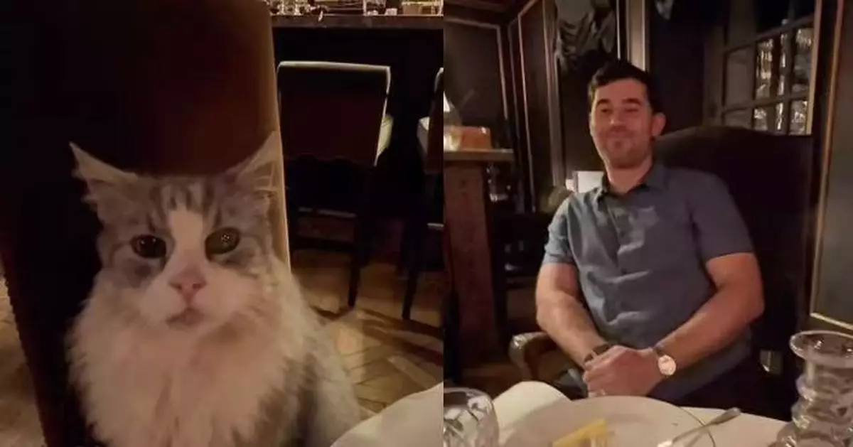 享用燭光晚餐遭「不速之客」打斷 情侶見小貓霸氣「入座」哭笑不得