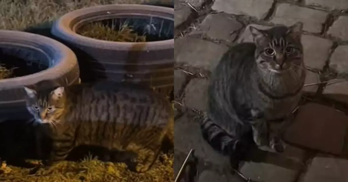 見流浪貓登門欲收編 英女細看驚覺竟是7年前走失愛貓驚喜不已