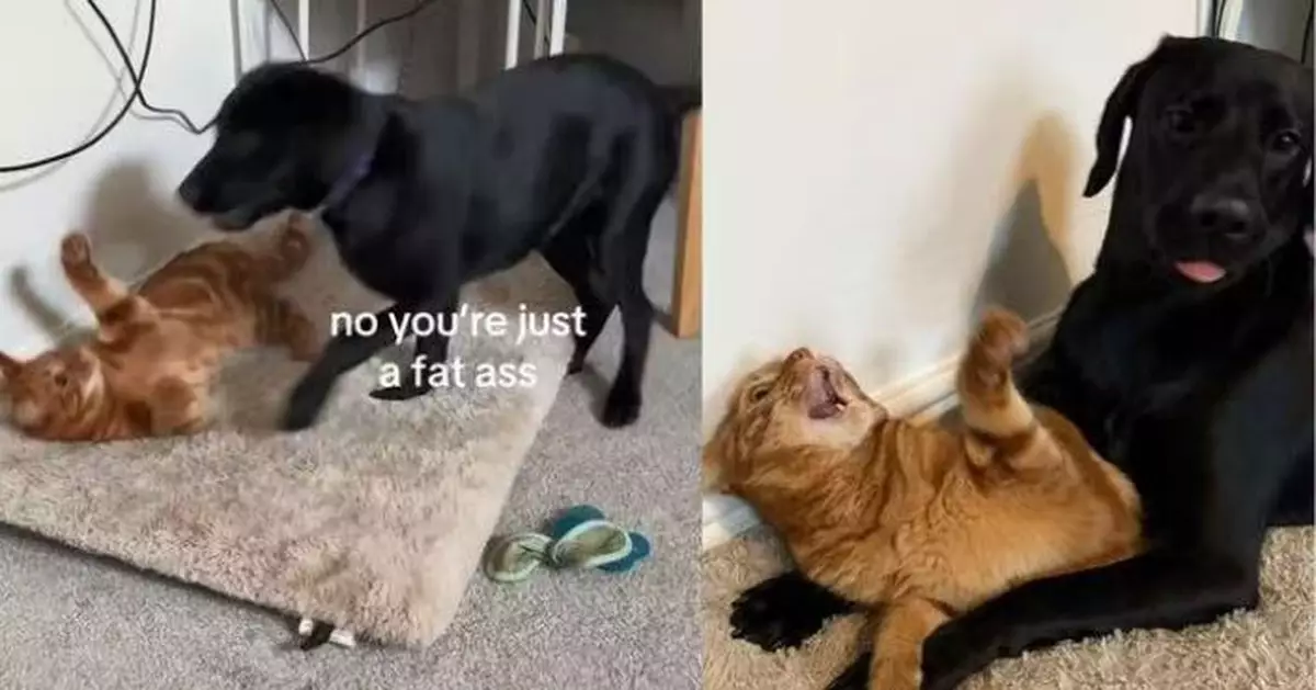 為搶軟墊上演「攻防戰」 橘貓黑狗激烈「互毆對峙」萌翻全網