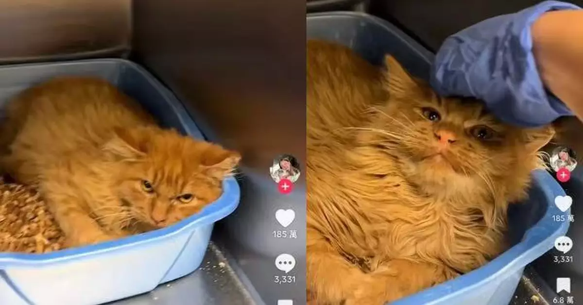 外表兇悍實際粘人 反差萌「黑面」橘貓爆紅後驚傳患白血病離世