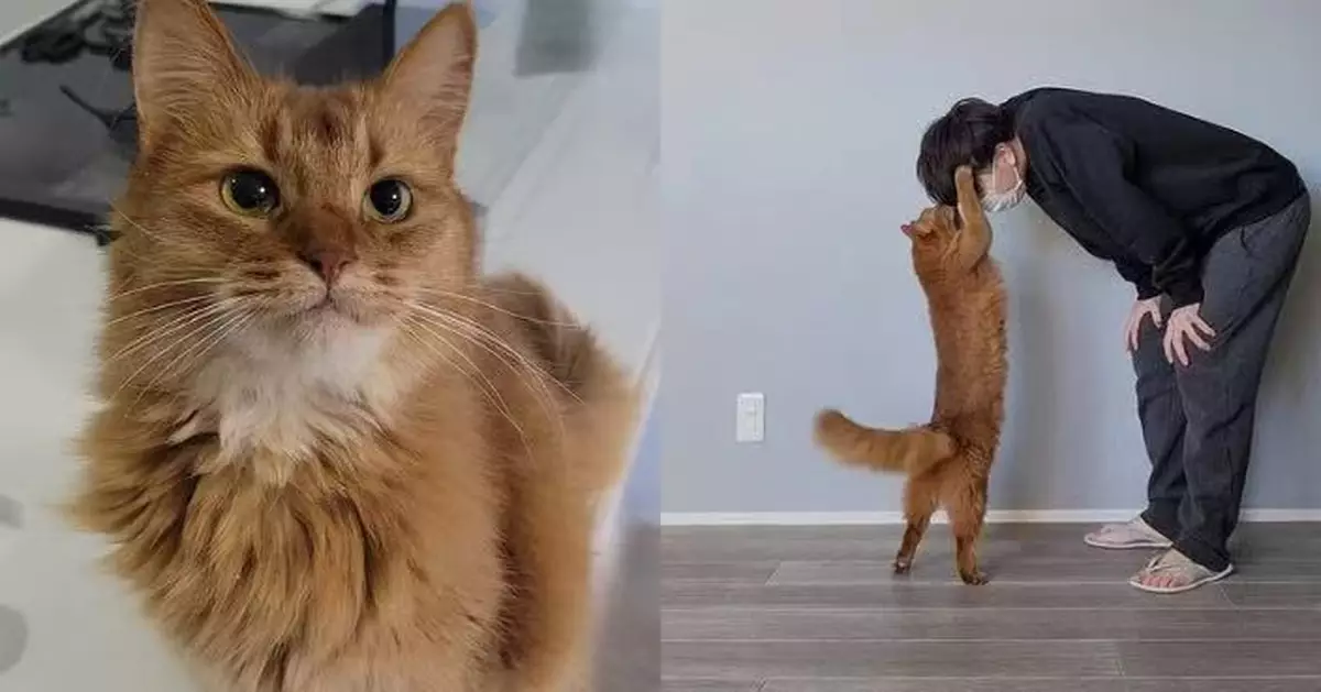 連續工作3天太疲憊 日飼主返家獲愛貓搭肩摸頭安慰感窩心