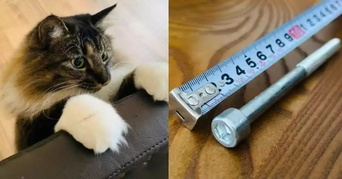 愛貓叼來12釐米巨型螺絲 日飼主憂家存安全隱患展開「尋寶」終尋得出處