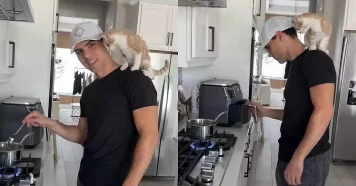 不滿被冷落 黏人小貓化身「監工」站飼主肩膀陪下廚萌爆網民