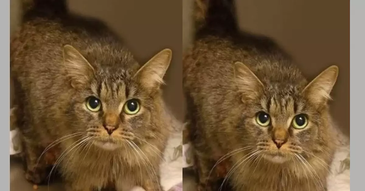 歷「世紀颱風」失蹤443天 美國寵物貓因植有晶片奇蹟重返主人身邊