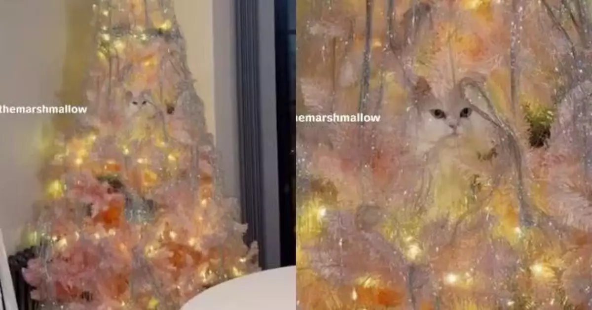 藏聖誕樹定格不動 白色波斯貓自以為「完美隱身」卻遭飼主一眼識破