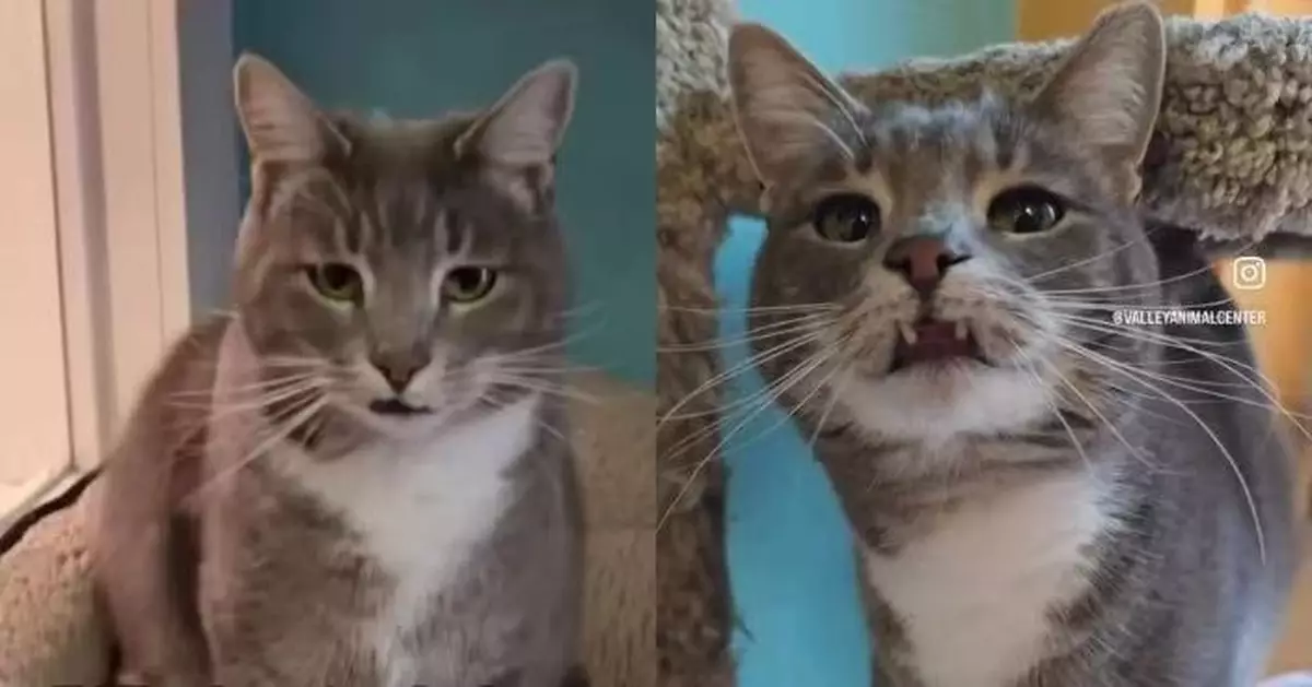 因拔牙下顎突出 貓仔似「獠牙吸血鬼」無人領養滯留收容所逾700天