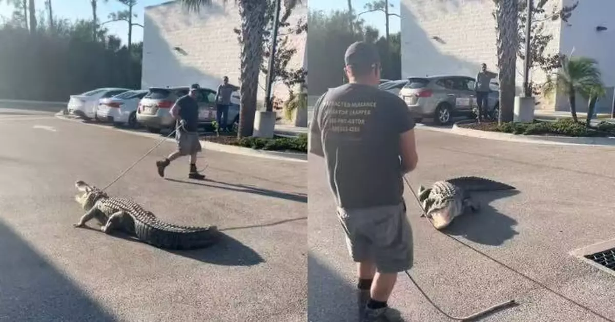 美國便利店現「不速之客」 逾3米長巨鱷店內「閒逛」嚇壞顧客