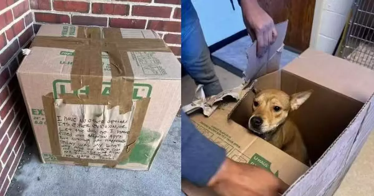 低溫天氣被棄紙箱內飼主留心酸字條 狗狗獲救不久現活潑天性待領養
