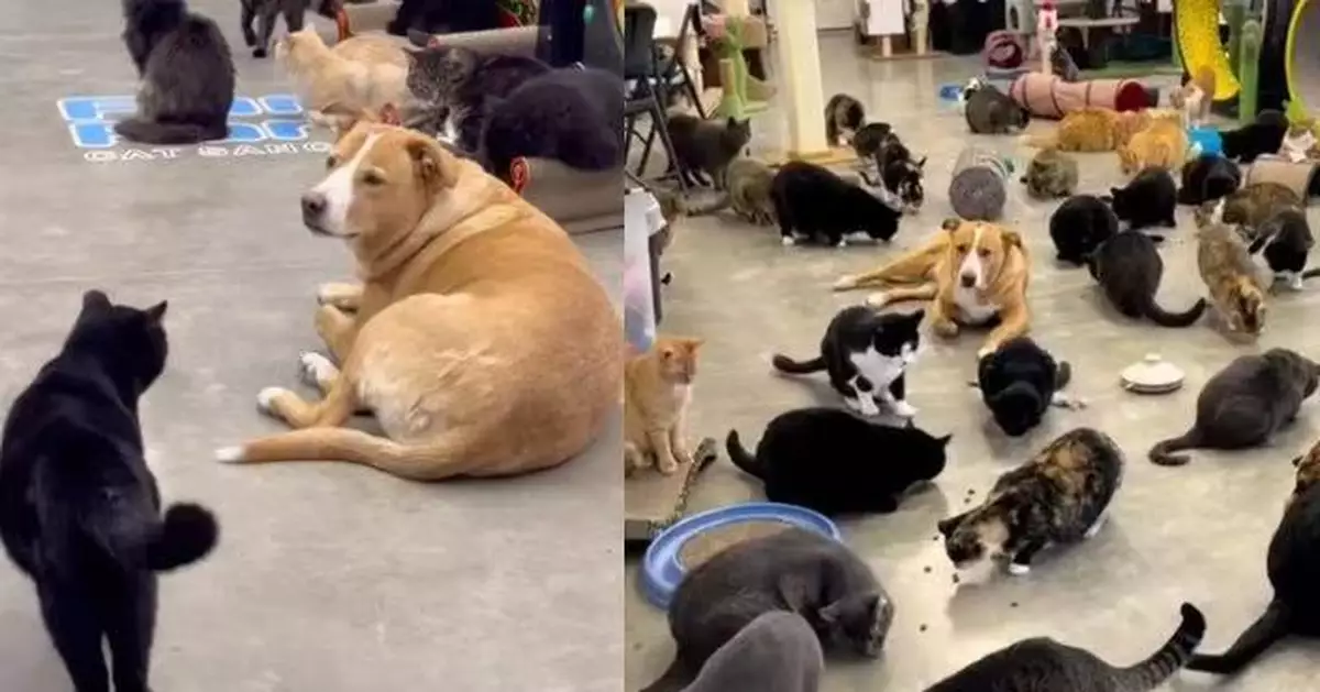 貓舍混入身型高大「超編義工」溫柔狗狗助飼主守護逾350隻流浪貓