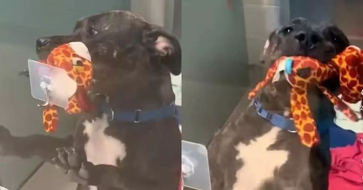 看見訪客上門異常興奮 4歲狗狗叼鍾愛公仔迎客示好超得意