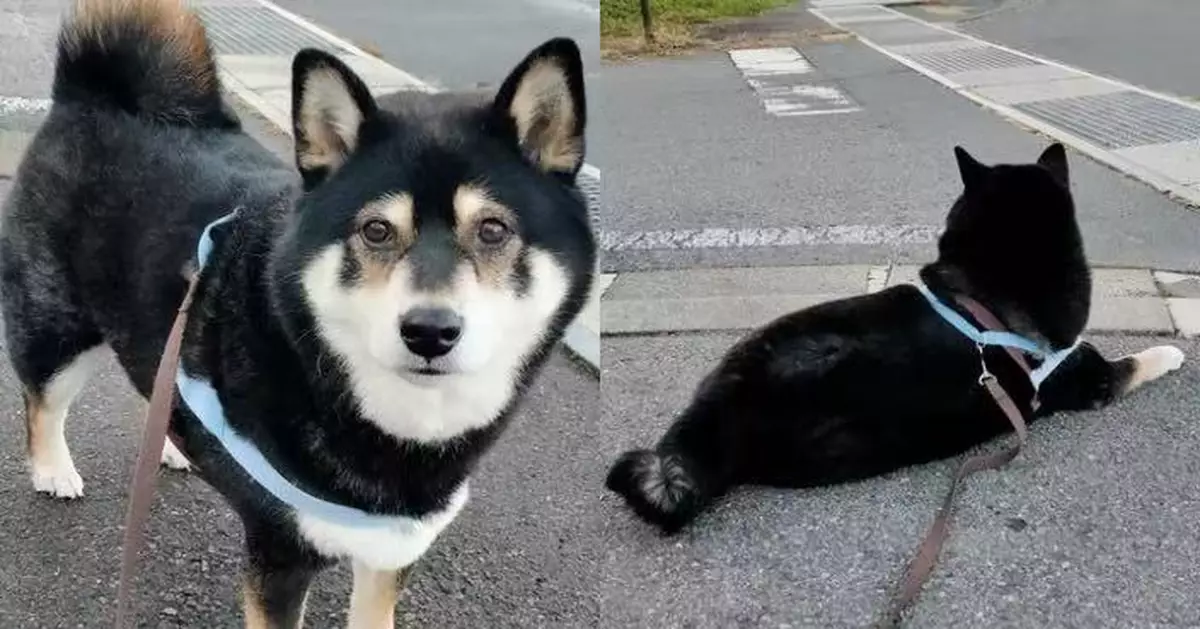 每日散步必等熱心老爺爺現身餵食 柴犬趴路口耐心苦候萌翻飼主