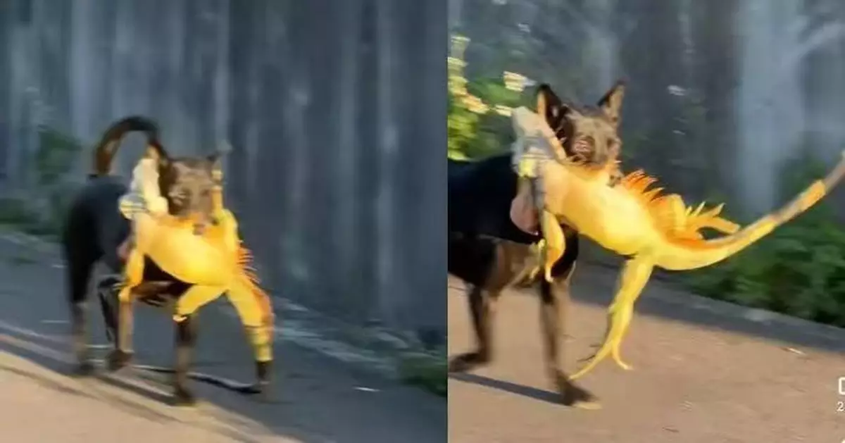 台街頭現黑狗「秒殺」綠鬣蜥 10秒撲倒興奮叼走戰利品