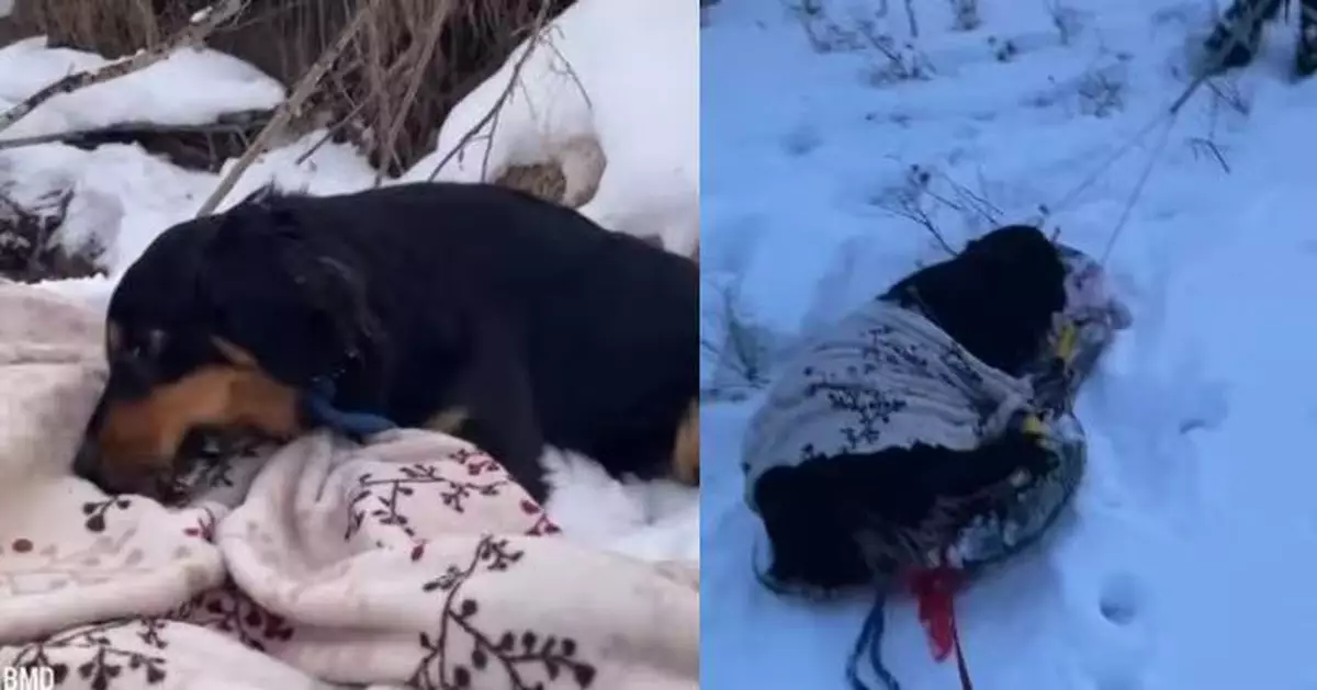 雪地散步突失控狂奔 伯恩山犬領主人救回垂死狗隻 英勇表現獲讚譽