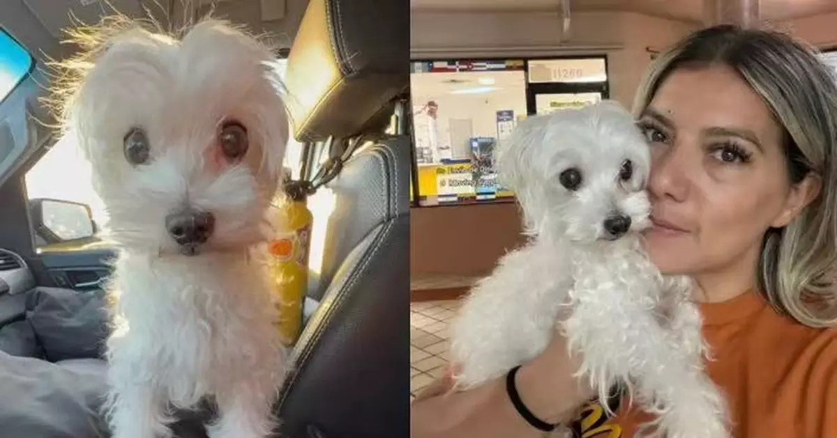 婦人因搬屋欲安排老狗安樂死 美國女不忍接收盼助牠安享晚年