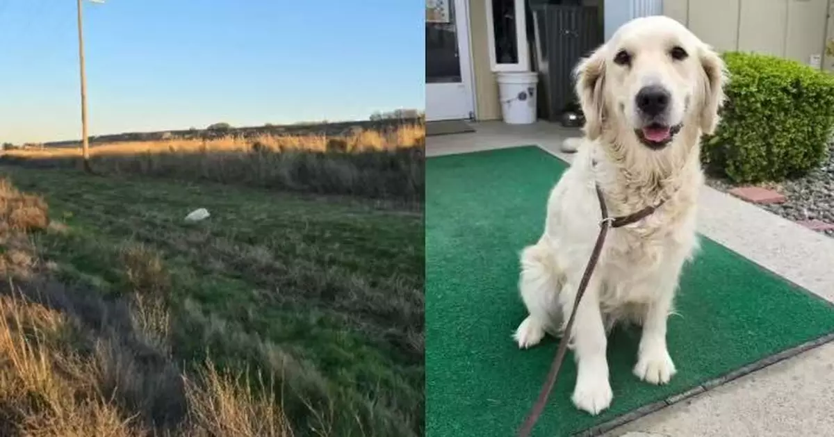 疑遭車撞重傷遭裝垃圾袋棄養 黃金獵犬獲途人義工合力救援脫險 逐步康復待覓新家