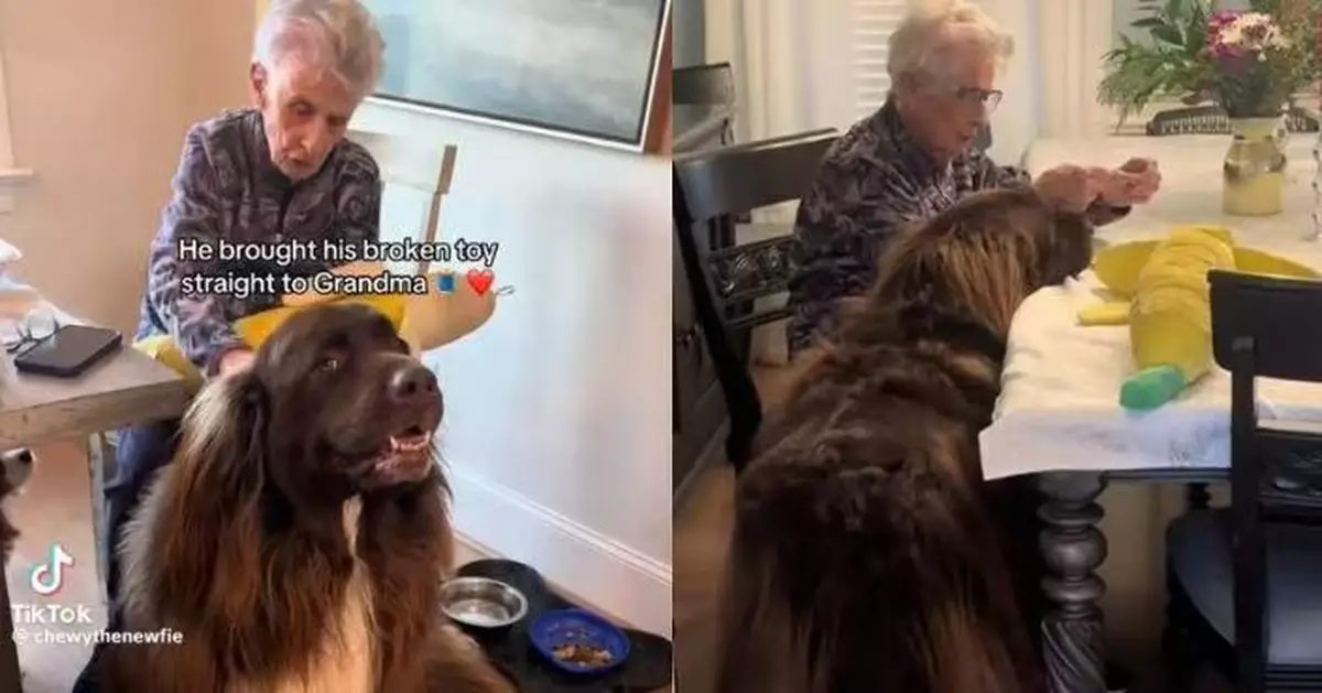 心愛公仔破損急找9旬嫲嫲修補 紐芬蘭犬一旁耐心搖尾等待融化人心