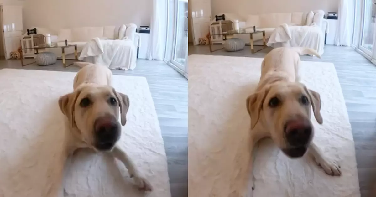 拉布拉多犬獨留家中即朝監控器吠叫 女飼主揭背後原因暖心又催淚