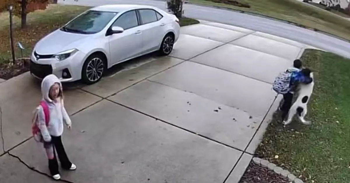 出門迎接飼主子女放學 偏心狗狗全力衝向哥哥撒嬌 妹妹全程遭無視