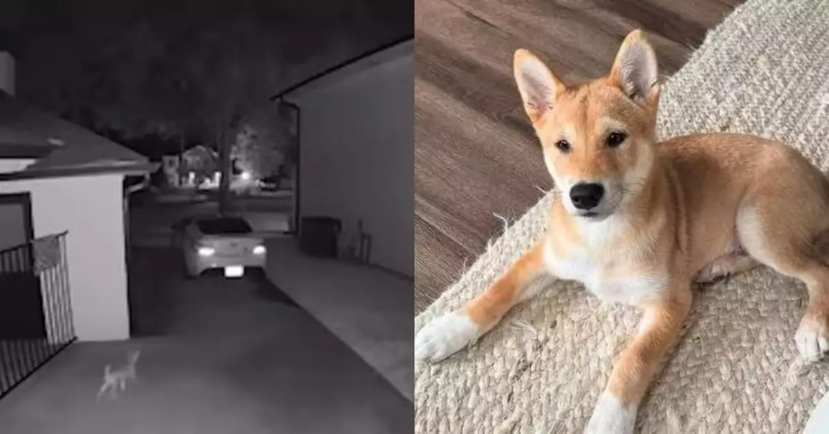 鄰居報稱「郊狼幼崽」闖後院惹恐慌 美國女返家始知是待救狗仔暖心收養