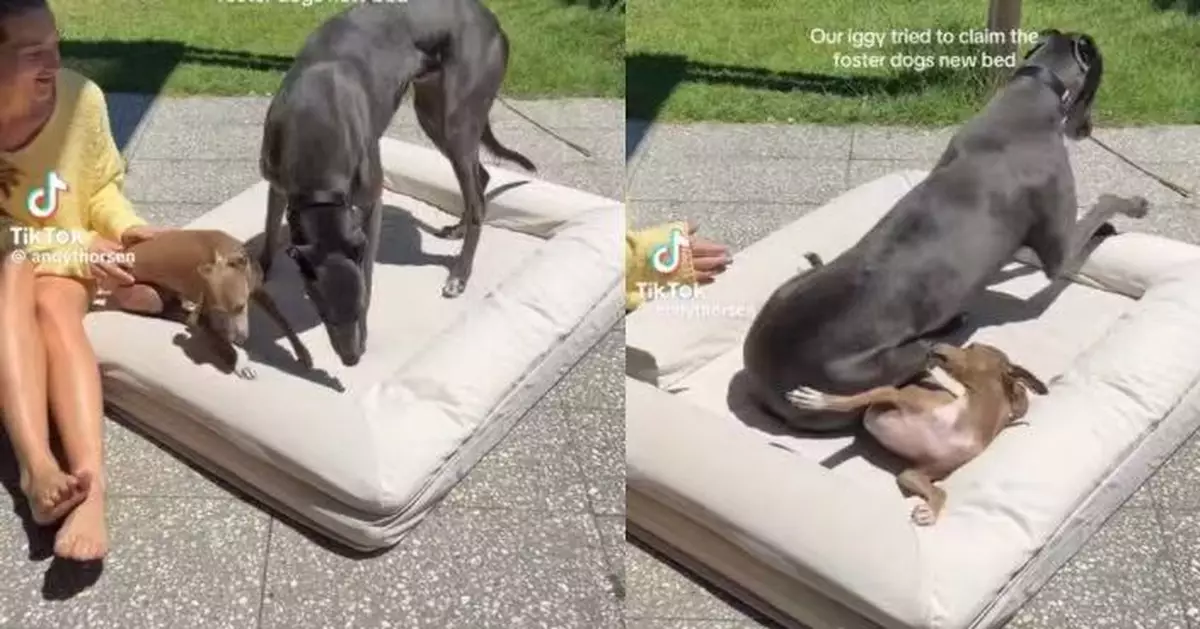 嬌小狗仔企圖霸佔新成員床位 卻遭高大對方一屁股坐下「壓制」狼狽逃跑