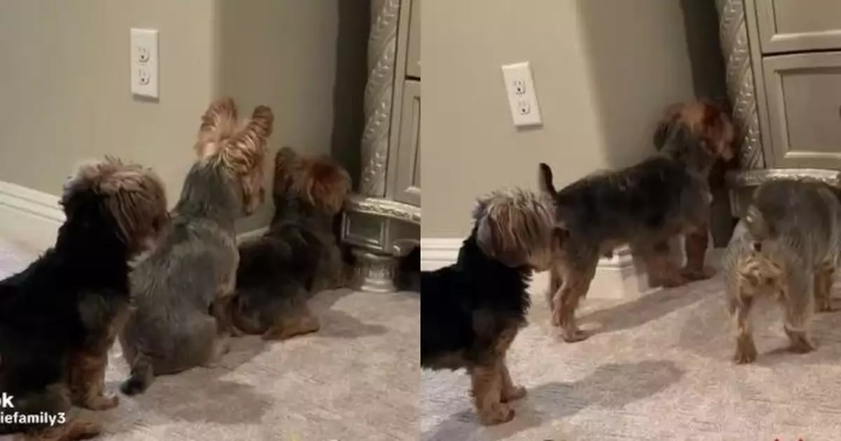 心愛玩具球滾入櫃底 3隻約克夏犬「排排站」齊心尋找畫面超得意