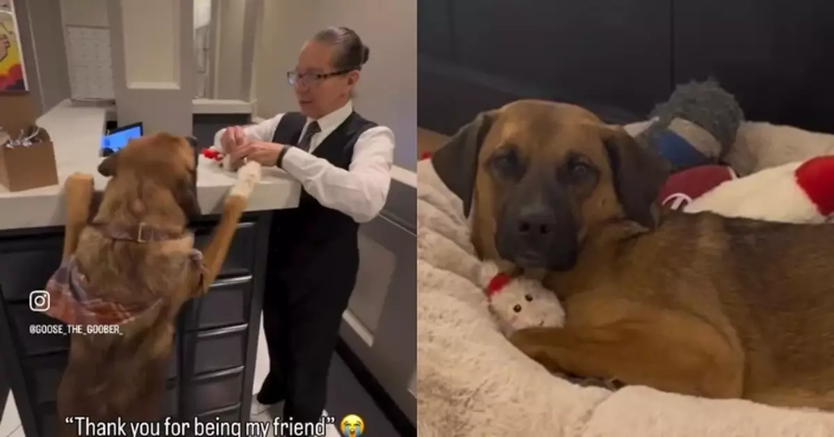 牧羊犬散步收到聖誕公仔 飼主回禮感謝公寓管理員意外促成暖心情誼