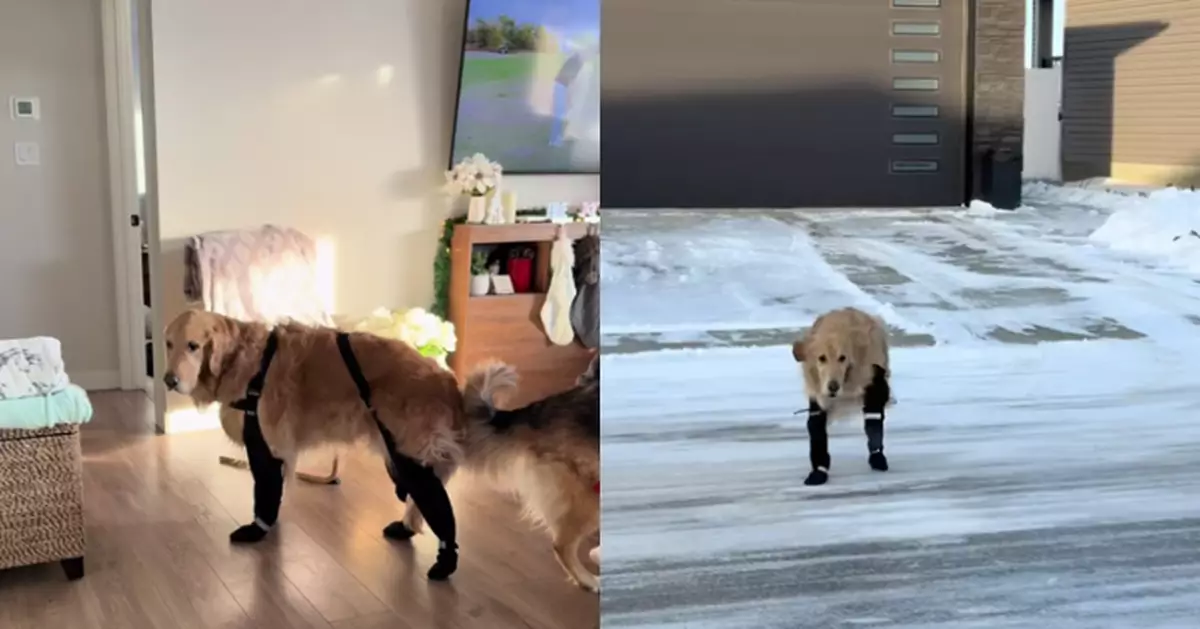 首次穿雪靴唔適應似跳「踢踏舞」 黃金獵犬步伐不穩仍堅持出門玩耍