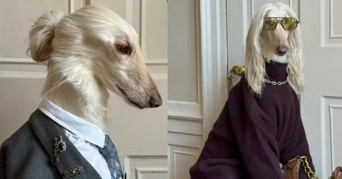 氣場強大似超模！阿富汗獵犬憑時尚百變穿搭爆紅吸逾10萬粉絲