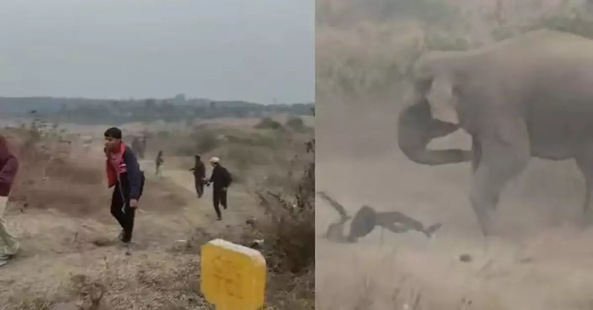 慎入！為拍照走近8頭野象 印度男疑驚擾象群鏡頭前遭圍攻踩踏慘死