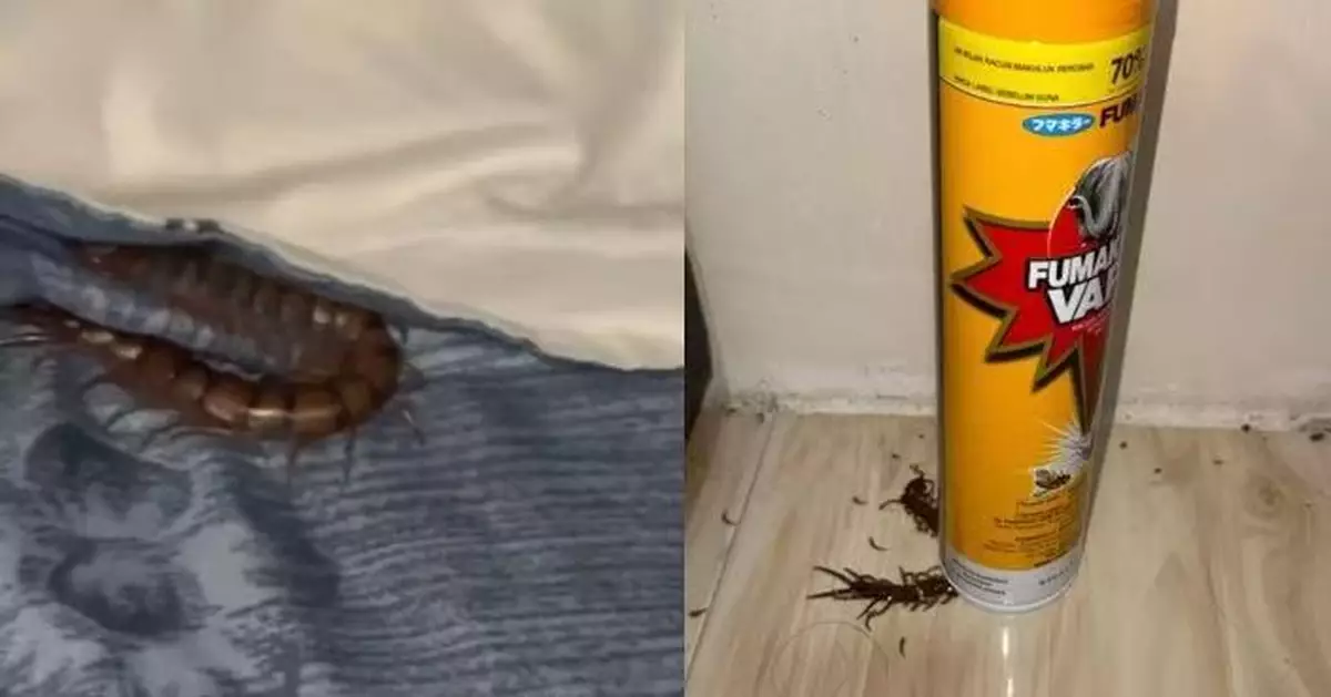熟睡突感手指劇痛 大馬女醒來驚見「手指粗」蜈蚣嚇壞 噴光整罐殺蟲水才殺死