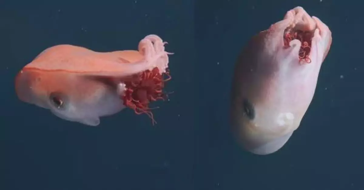 40年僅被錄得4次！美國700米深海現罕見「七腕章魚」雄性「斷腕」求偶