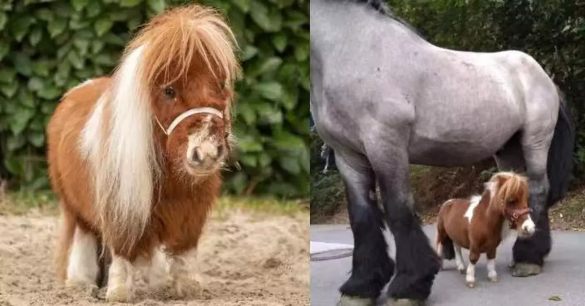 身高僅52.6CM！德國迷你馬奪全球最矮雄馬紀錄成治療界「小巨星」