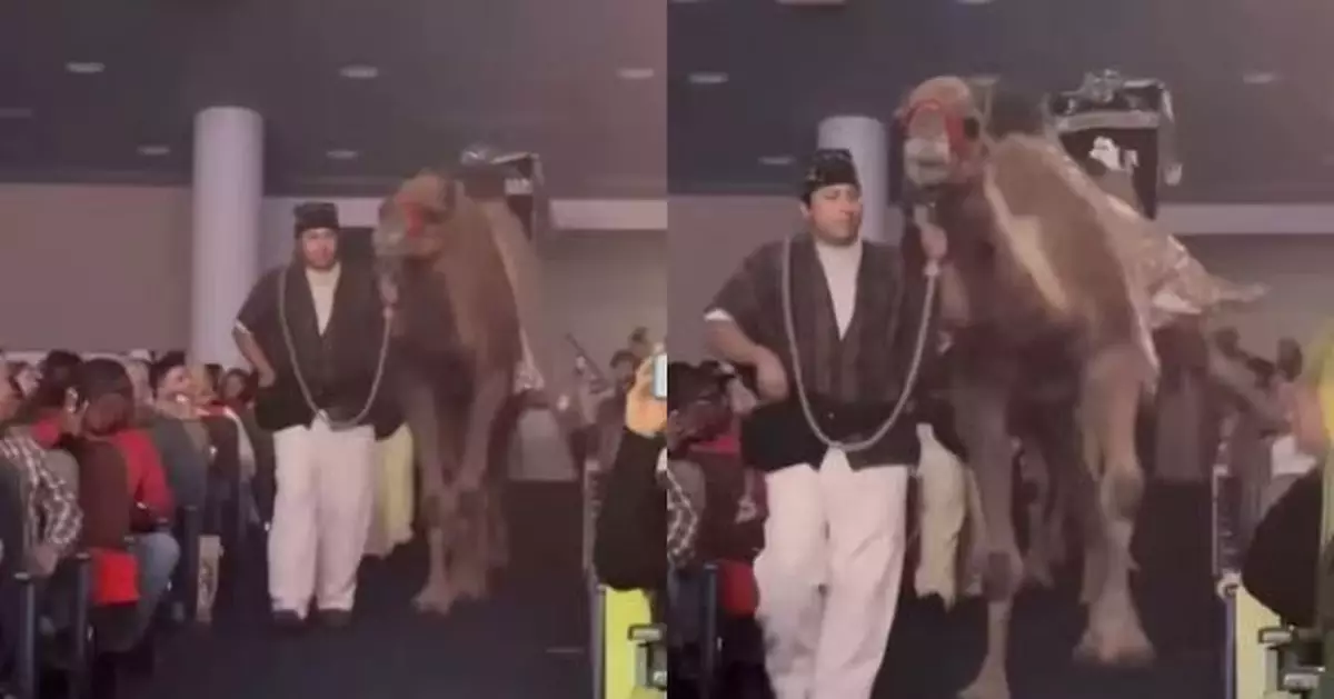 美教會辦聖誕表演突生變故 駱駝巡遊中途失控踢傷女觀眾致昏迷