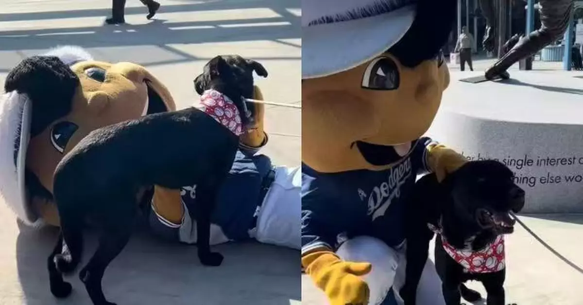 成領養活動唯一落單毛孩 拉布拉多犬獲道奇隊吉祥物送暖心擁抱終迎來新家