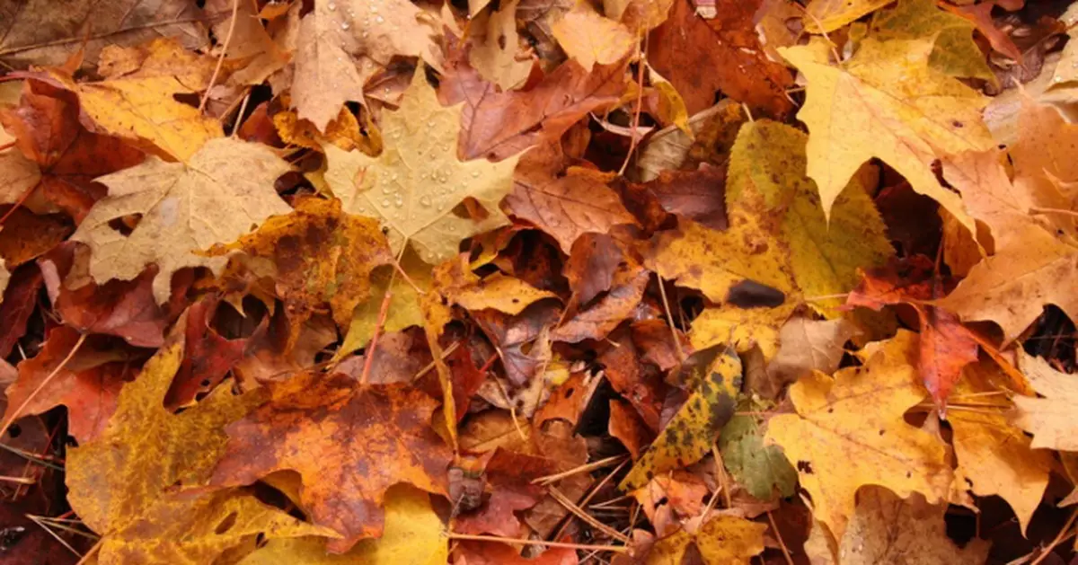 散步時將吹入口中落葉吐出 英翁遭執法人員指隨地吐口水罰款逾千蚊