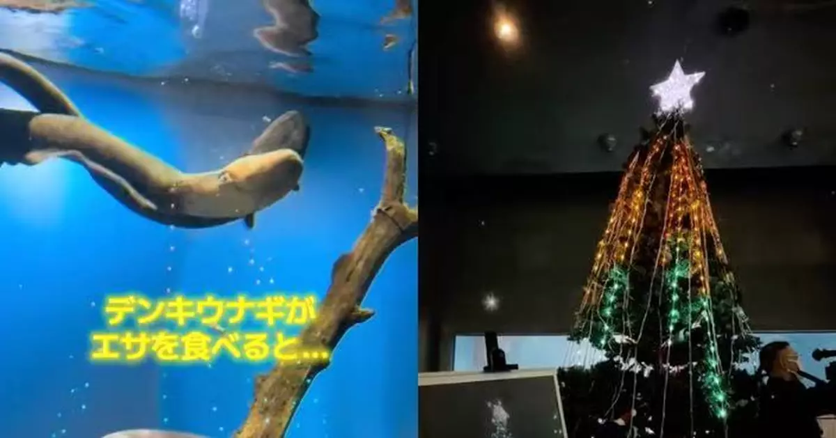出奇招迎聖誕！ 日水族館出動電鰻供電點亮5米高聖誕樹