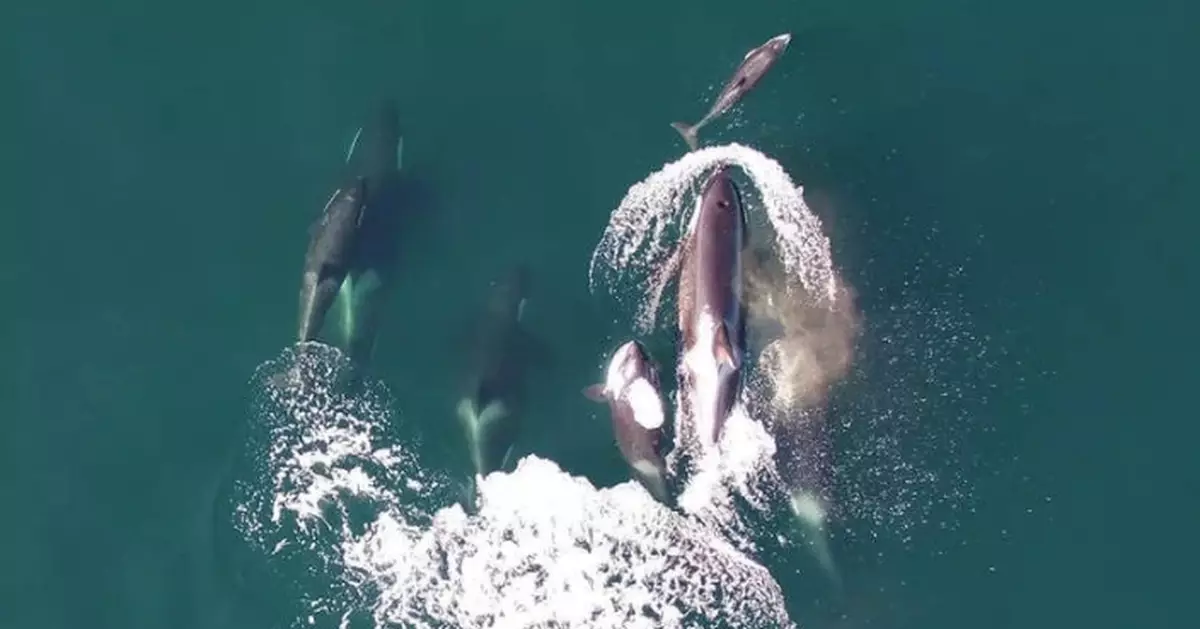 研究首證虎鯨聯手海豚捕獵三文魚 跨物種合作神奇畫面首度曝光