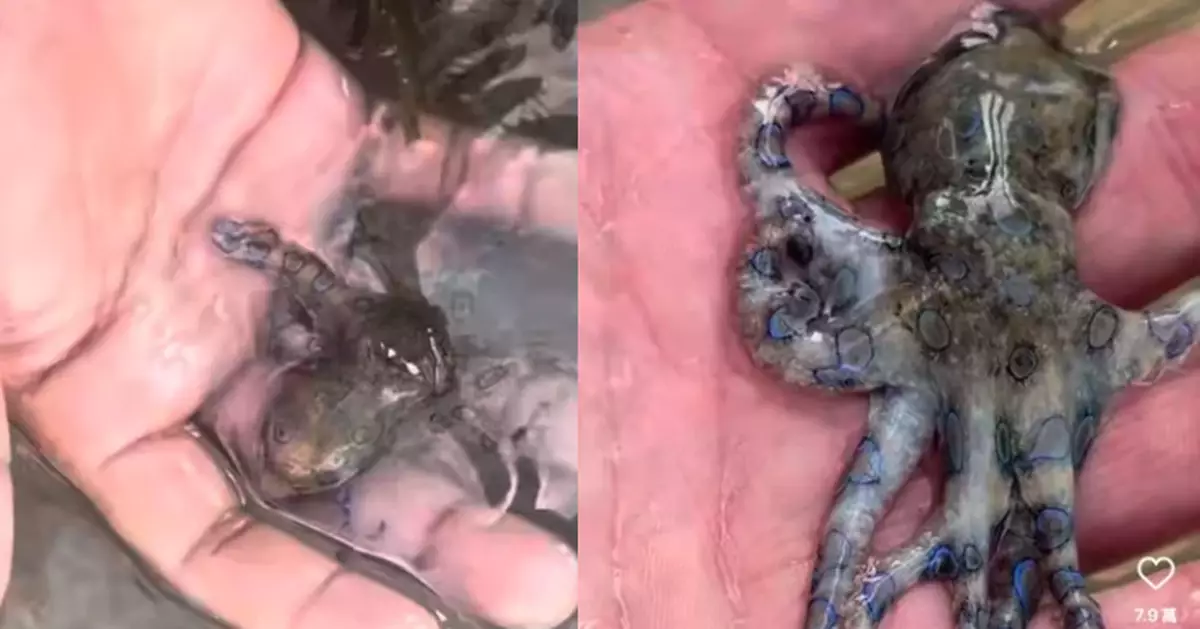 英男遊菲律賓徒手捉藍色花紋章魚仔拍照 眼利網民：世上毒性最強
