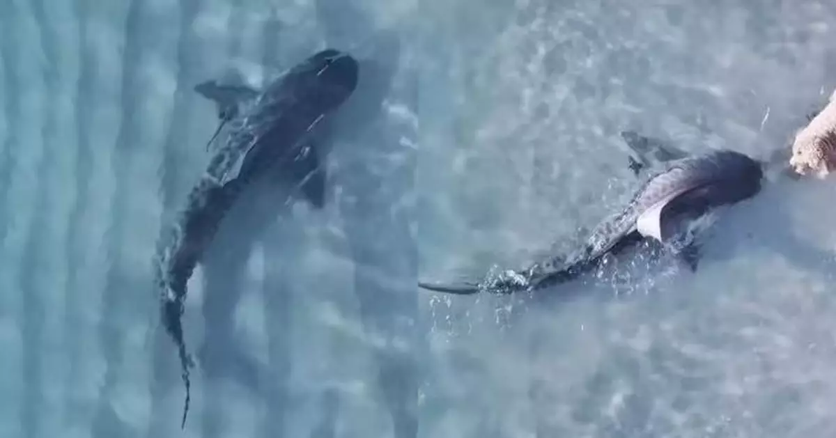 只隔數厘米！澳洲貴賓犬淺水區玩耍迎面遇虎鯊逼近 主人岸邊無助旁觀