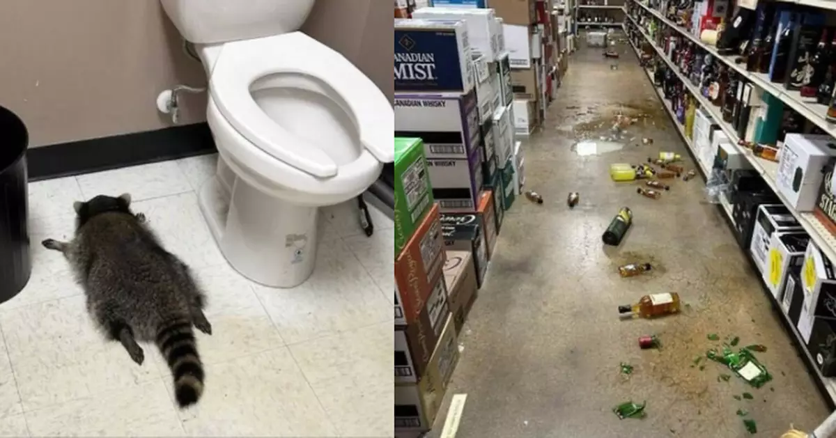 浣熊闖酒舖狂飲威士忌 「醉趴」廁所 動保人員見到都爆笑