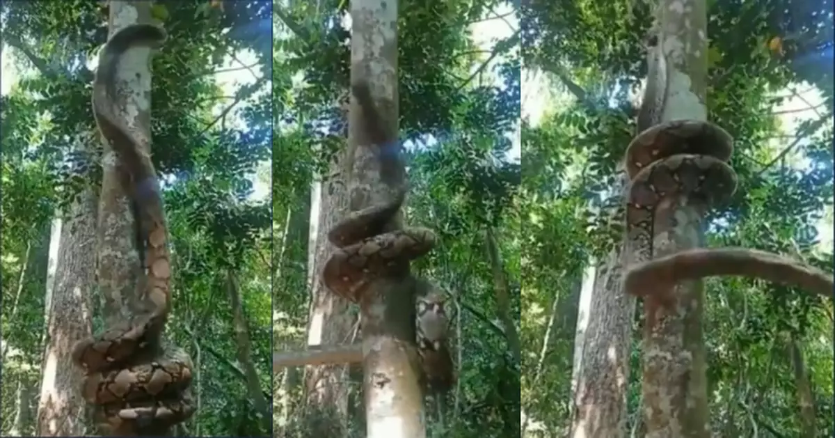 巨蟒尾巴緊纏樹幹快速攀爬如跳「鋼管舞」 動作敏捷靈活令人震驚