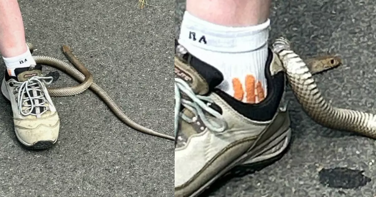 戶外尋寶誤踩花壇 澳女低頭遭「世界第二毒蛇」纏繞波鞋多次被咬傷