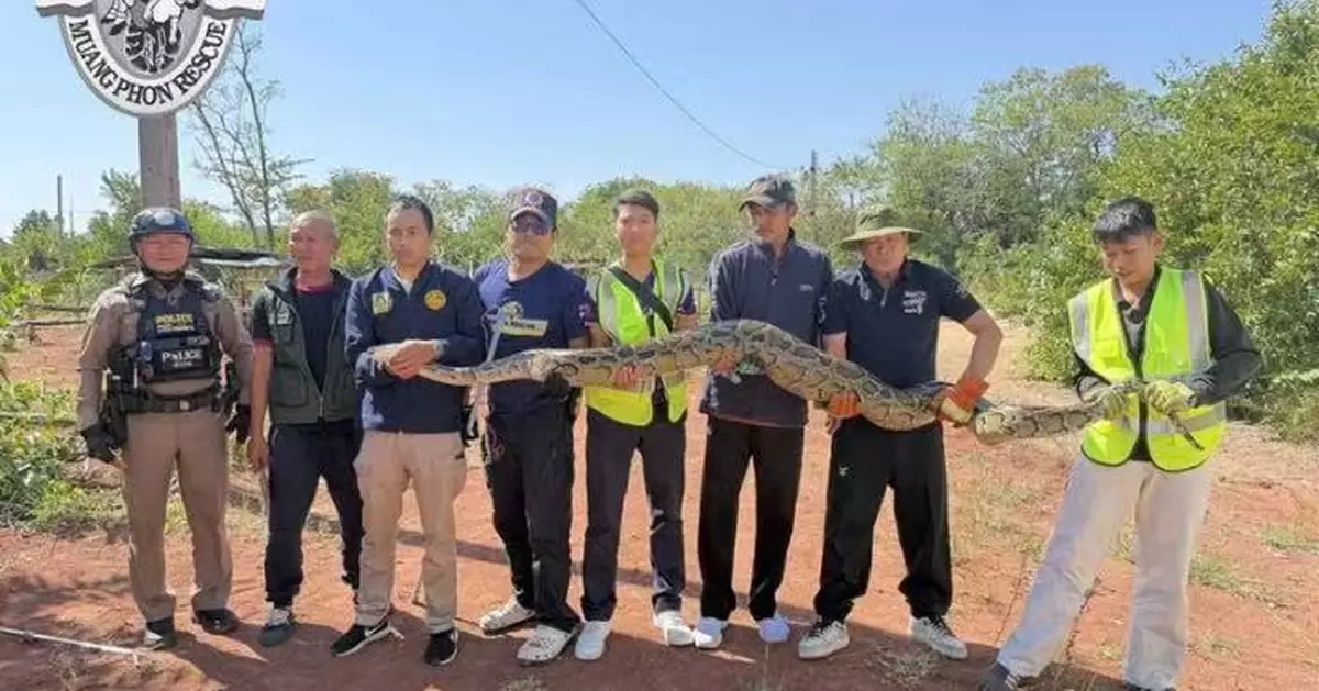 潛伏泰國酒店林地被捕獲 3米長巨蟒野放前疑「太撐」吐出犬屍