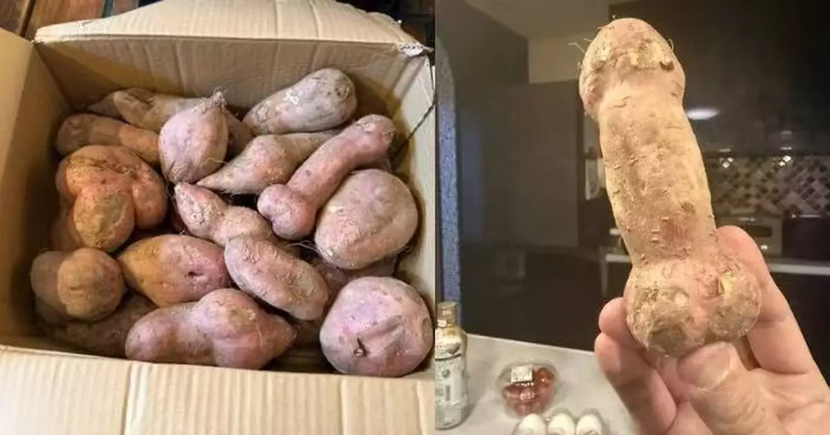 日人曬友人寄來外形奇特番薯竟撞樣男性器官 網民歪樓熱議：超猥瑣