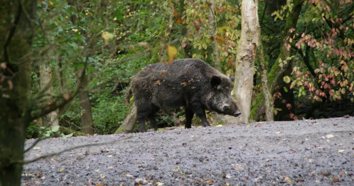非洲豬瘟殺到西班牙！西班牙緊急封山劃半徑20公里監控區